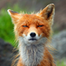 Аватар для foxweb